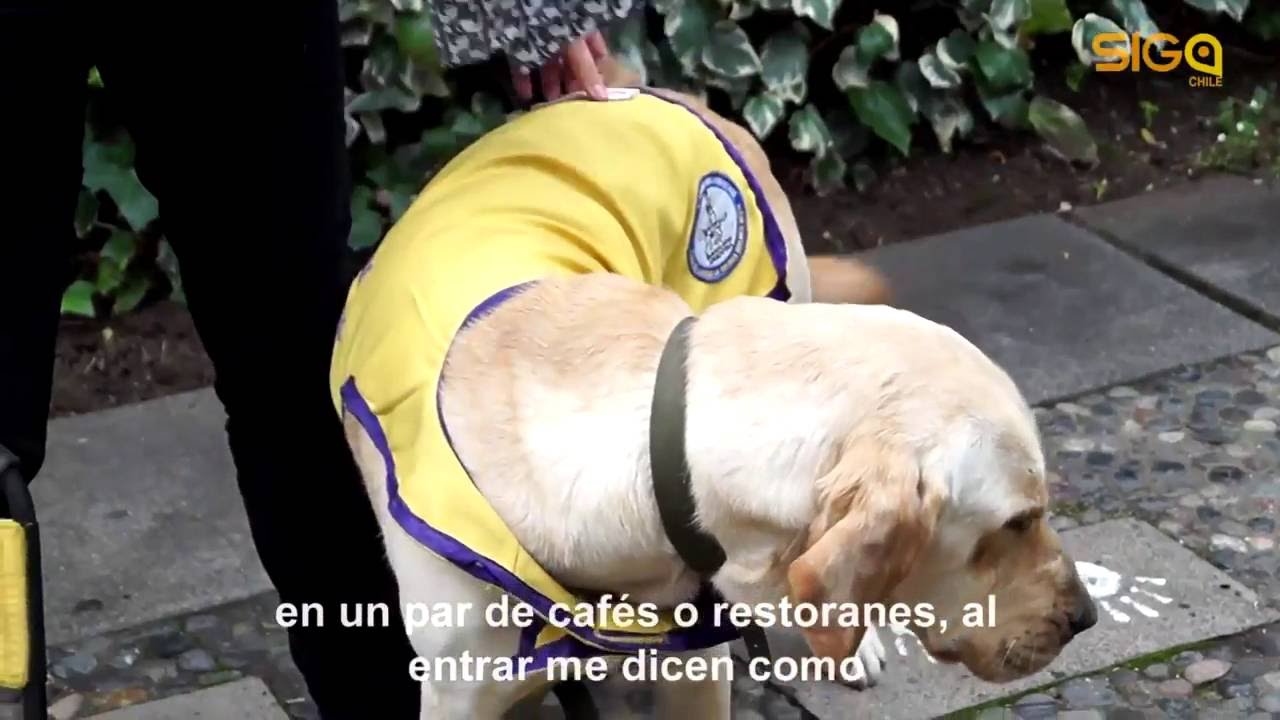 Perros Guia Argentinos 