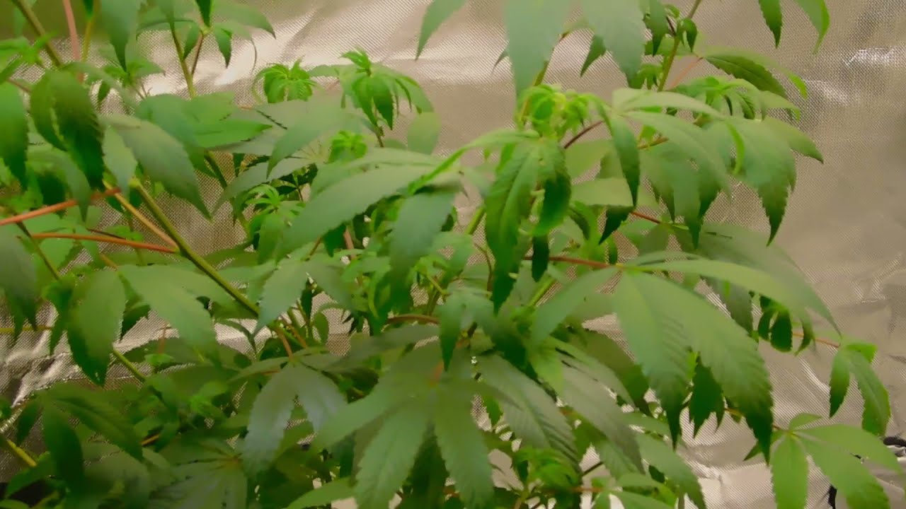 Curling claw leaf problem and to much light (cannabis How to fix)