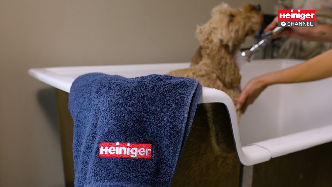 Master Groomer Verity Hardcastle using Heiniger Opal (Feat. Maisy the Cockerpoo)