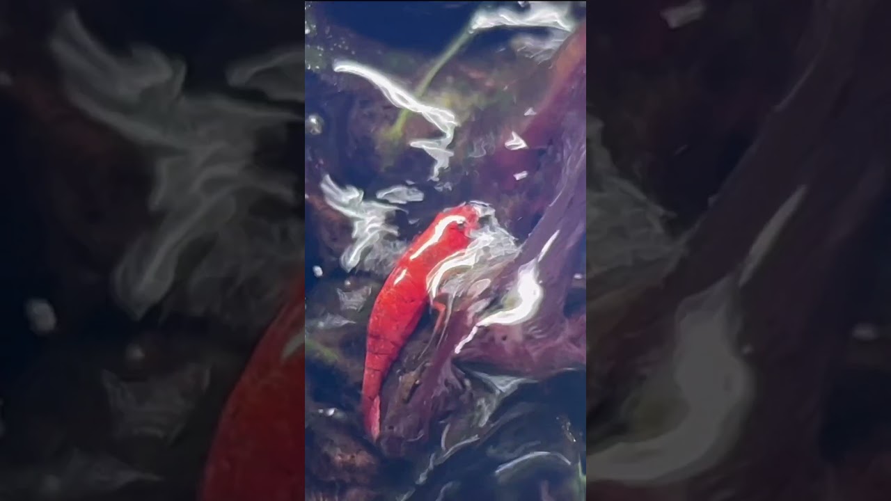 Новые друзья для моей экосистемы вампирских крабов! #youtubeshort #aquascape #terrariumlove