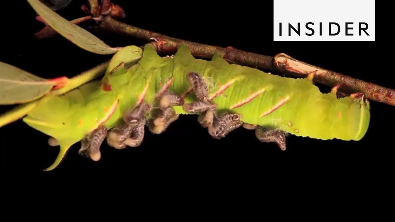 How Parasitoids Survive