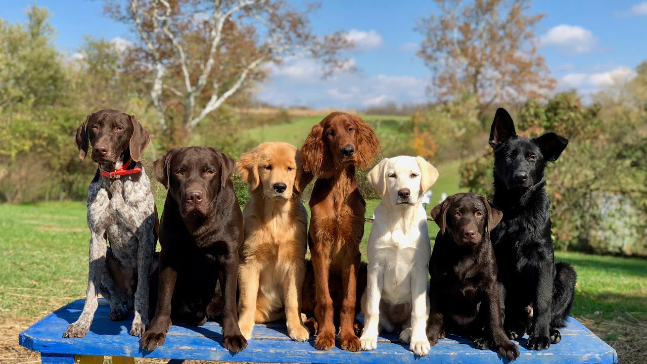 Teach Your Puppy to Concentrate and Pay Attention!