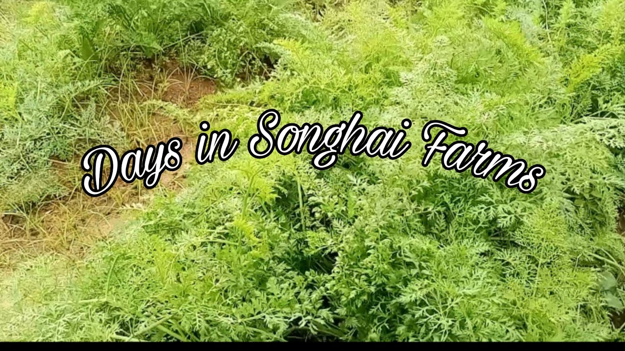 Internship vlog| Songhai farms, Nigeria |Anna_H