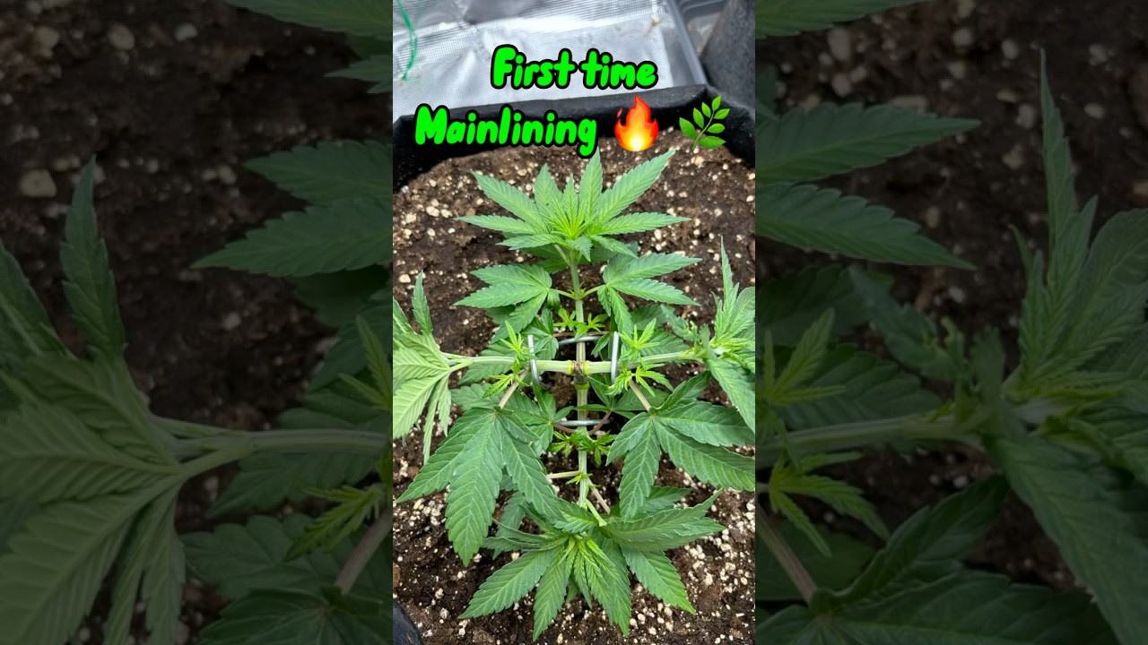 First time Mainlining🔥🌿 #420 #flower #indoor #cannabiseducation #nature #plants