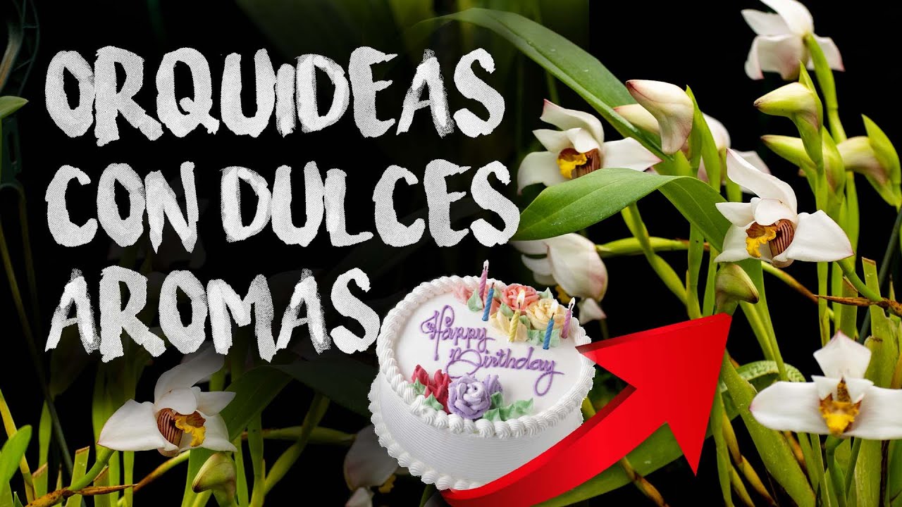 Orquídeas Aromáticas ( Aromas Agradables ) | Finca Dracula