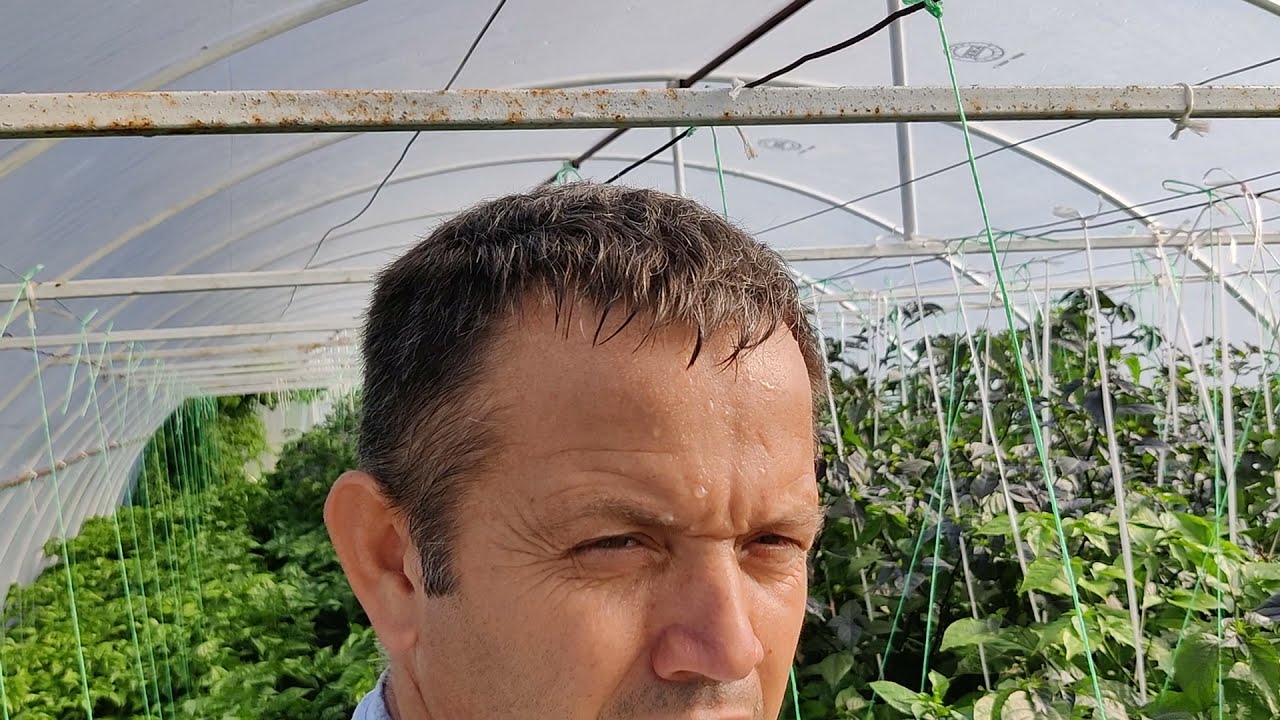 Ljute Chili Paprike Pimente
