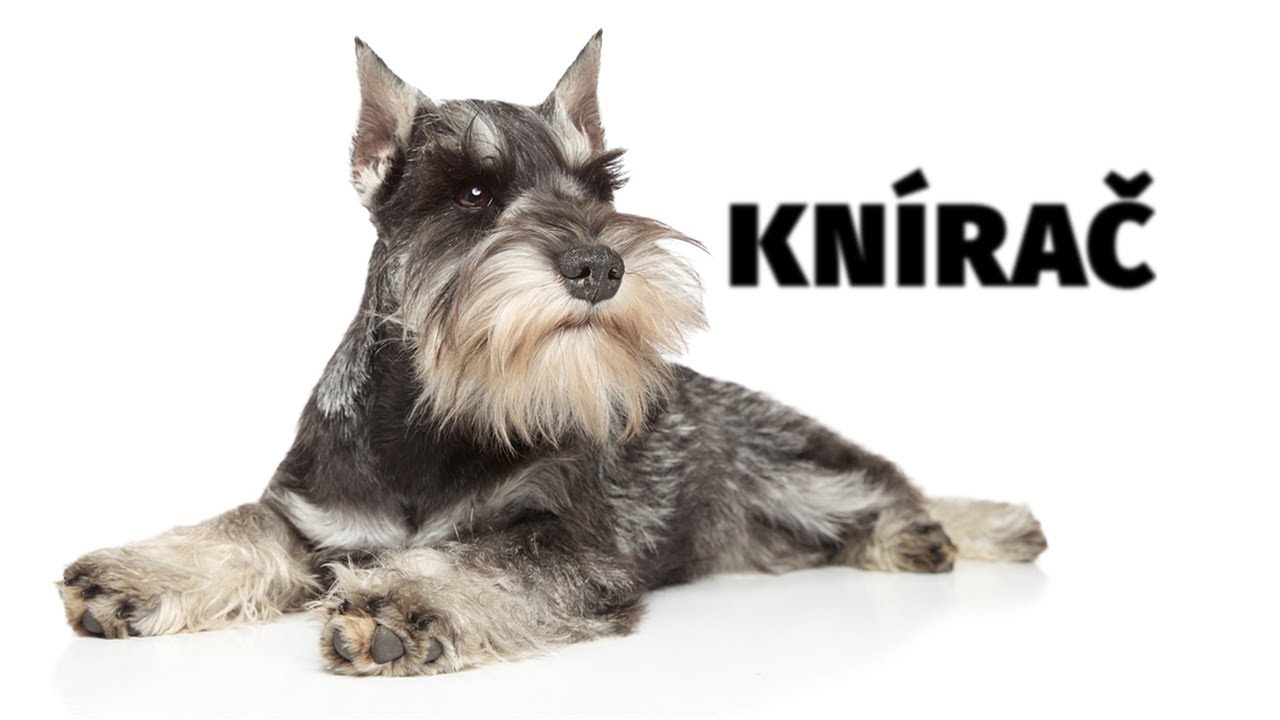 Knírač - Atlas plemen - Tlapka TV