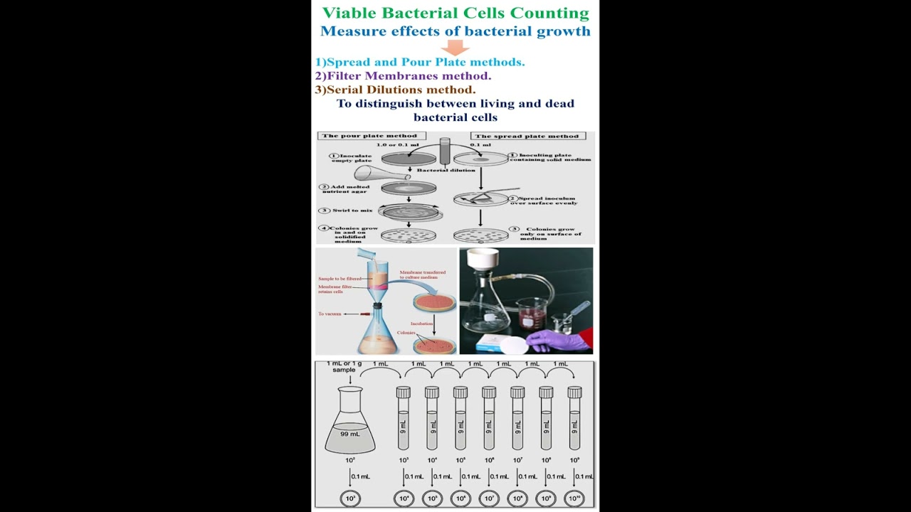 Viable Bacterial Cells Counting-1      