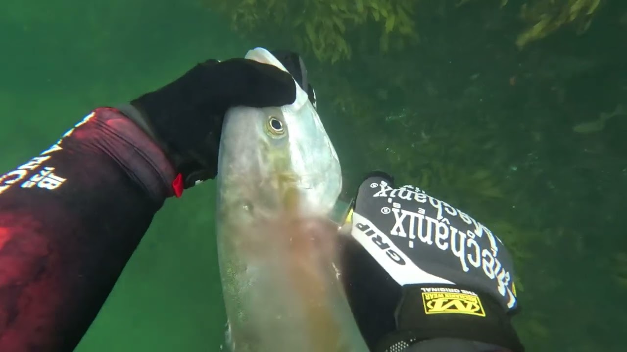 Spearfishing Black Rock 26th March 2023