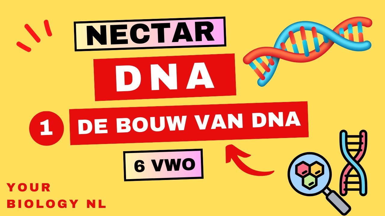 6 vwo | DNA | 1 | Bouw van DNA