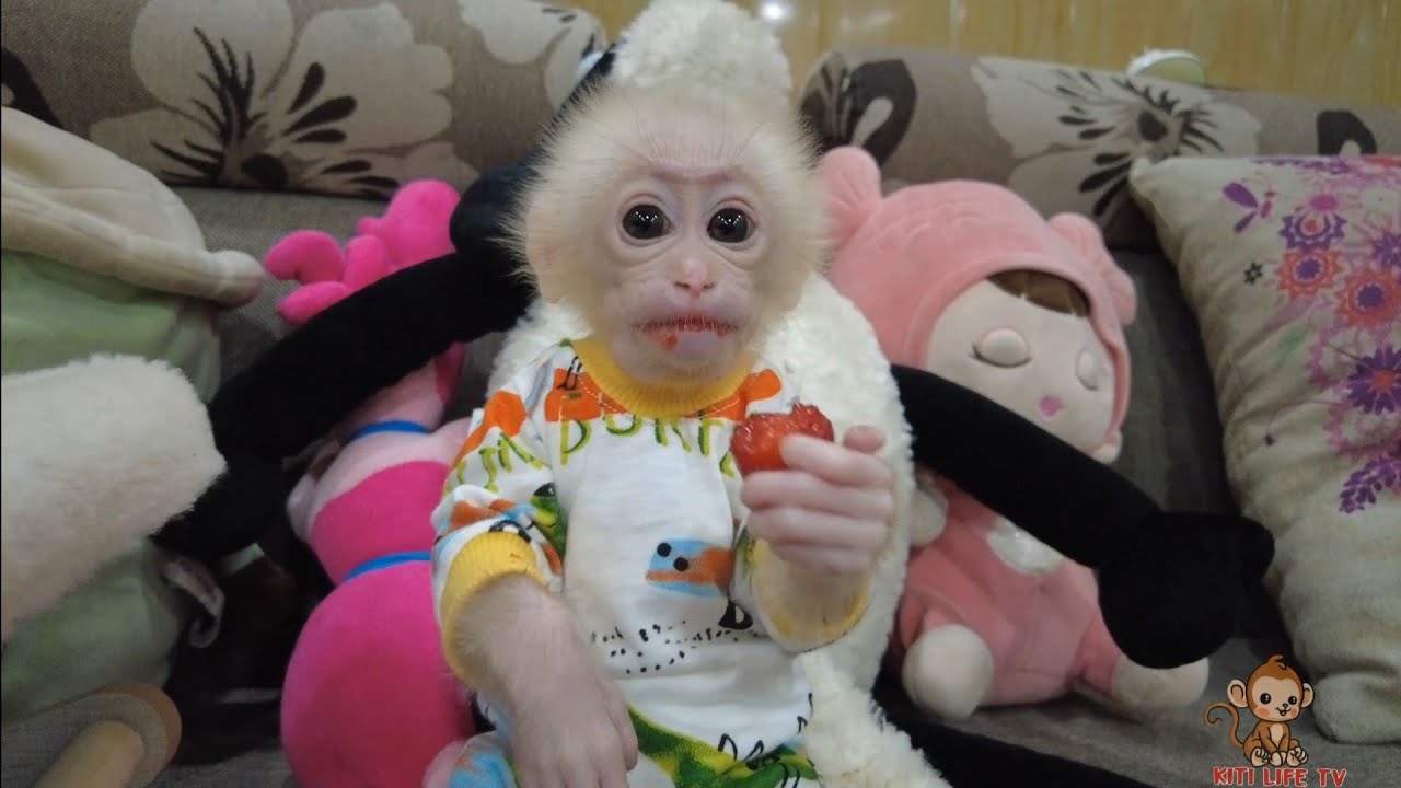 Часть 3. Лучшие видео о детеныше обезьянки Кити | Kiti Life TV