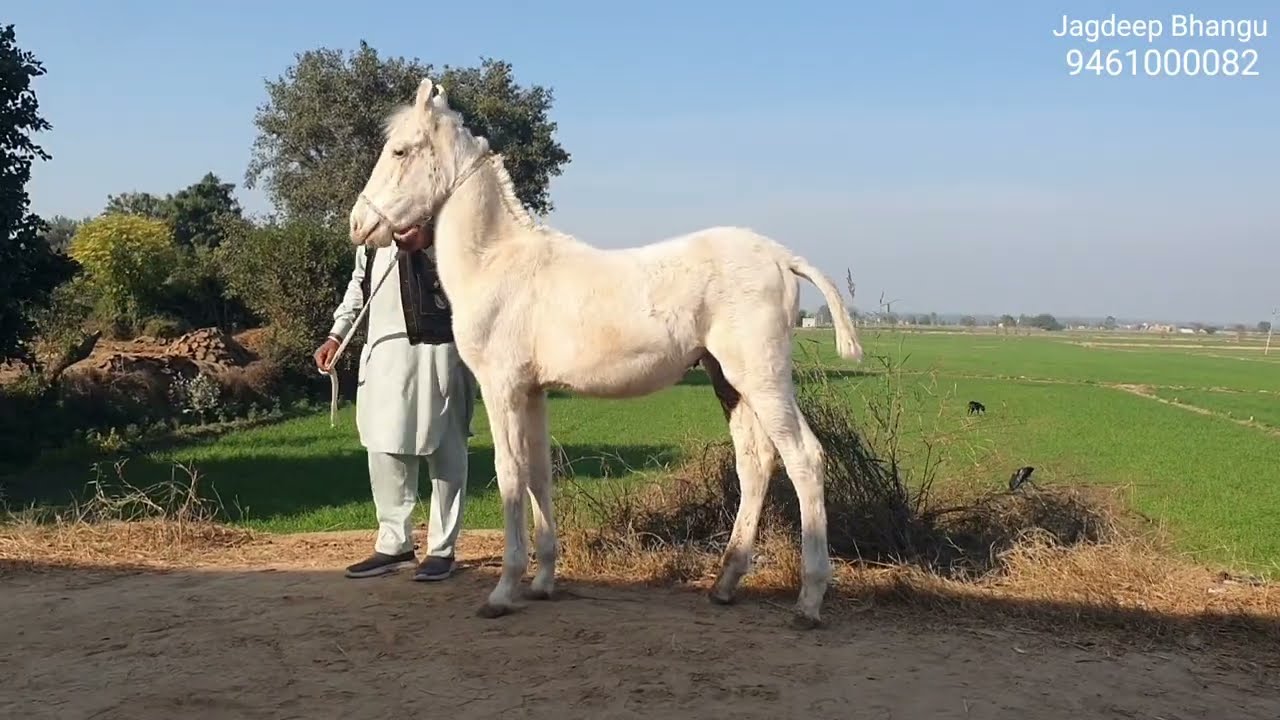 Nukra Colt Spotless For Sale Ph 9461000082 # Jagdeep Bhangu