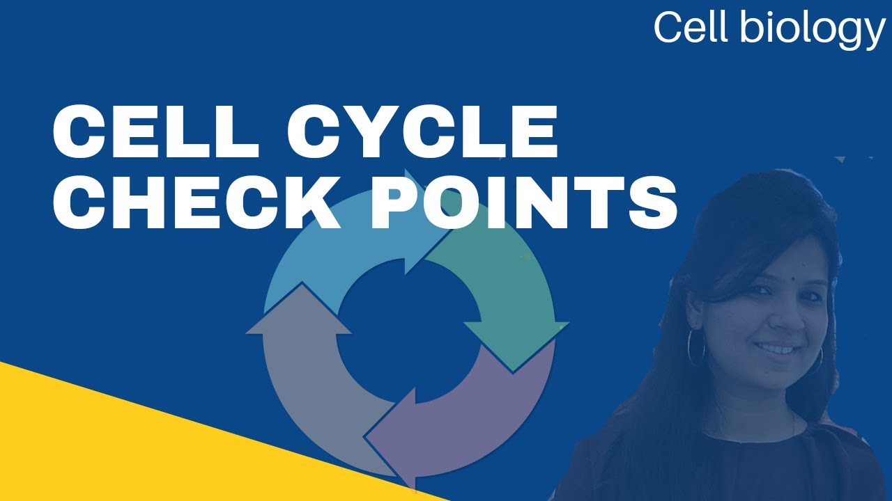 cell cycle check points ll #cellcycle #csirnet #gatelifesciences