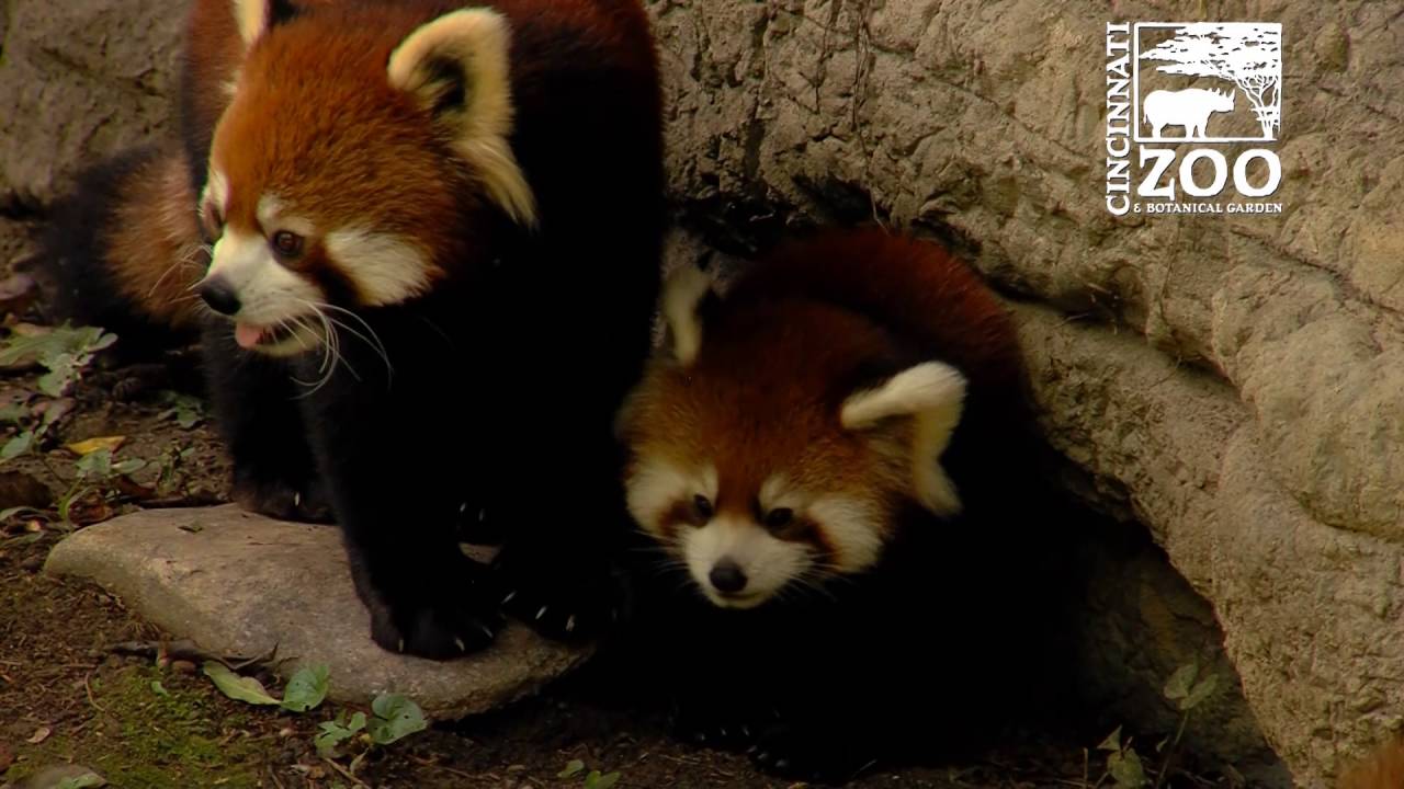 Red Panda Cubs are So Much Fun - Cincinnati Zoo