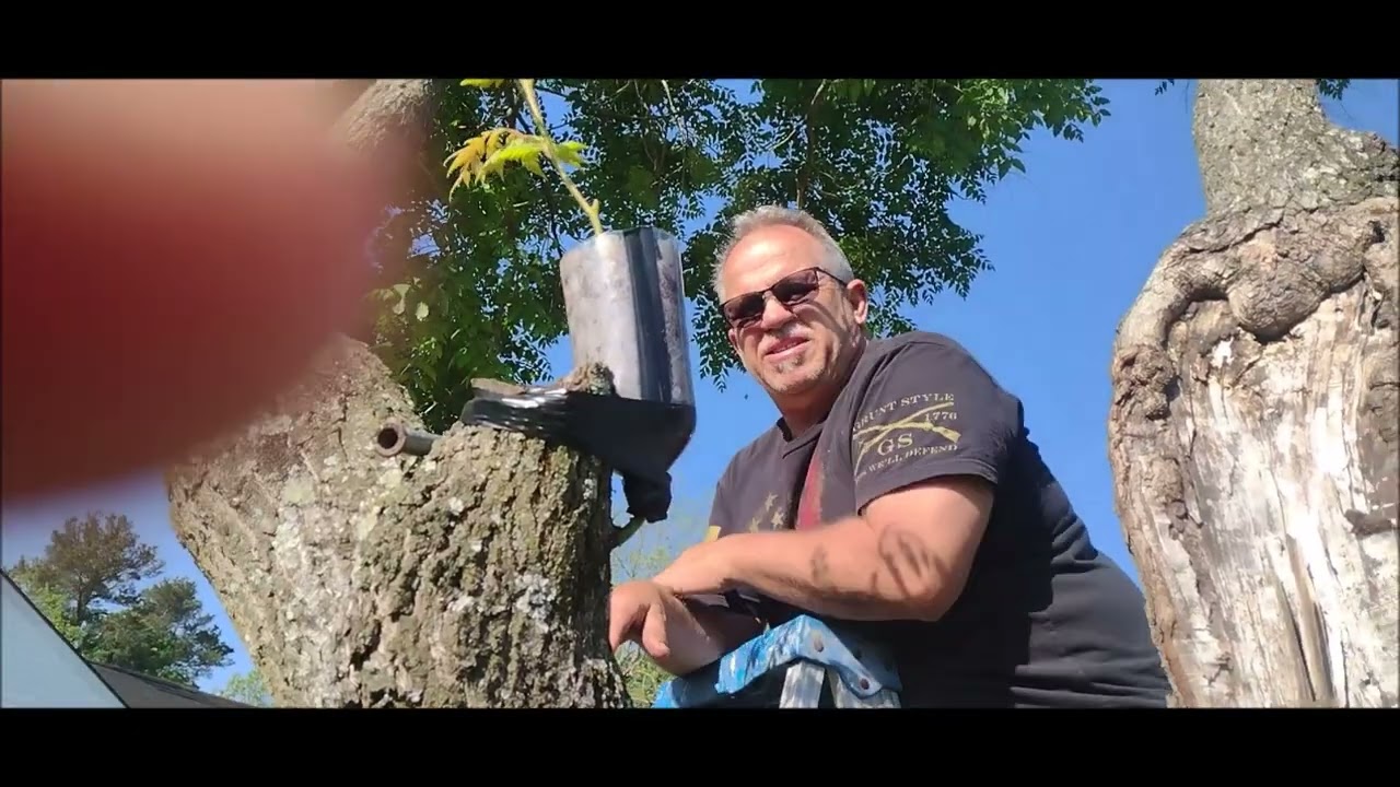 Propagation by Air-Layering Tree