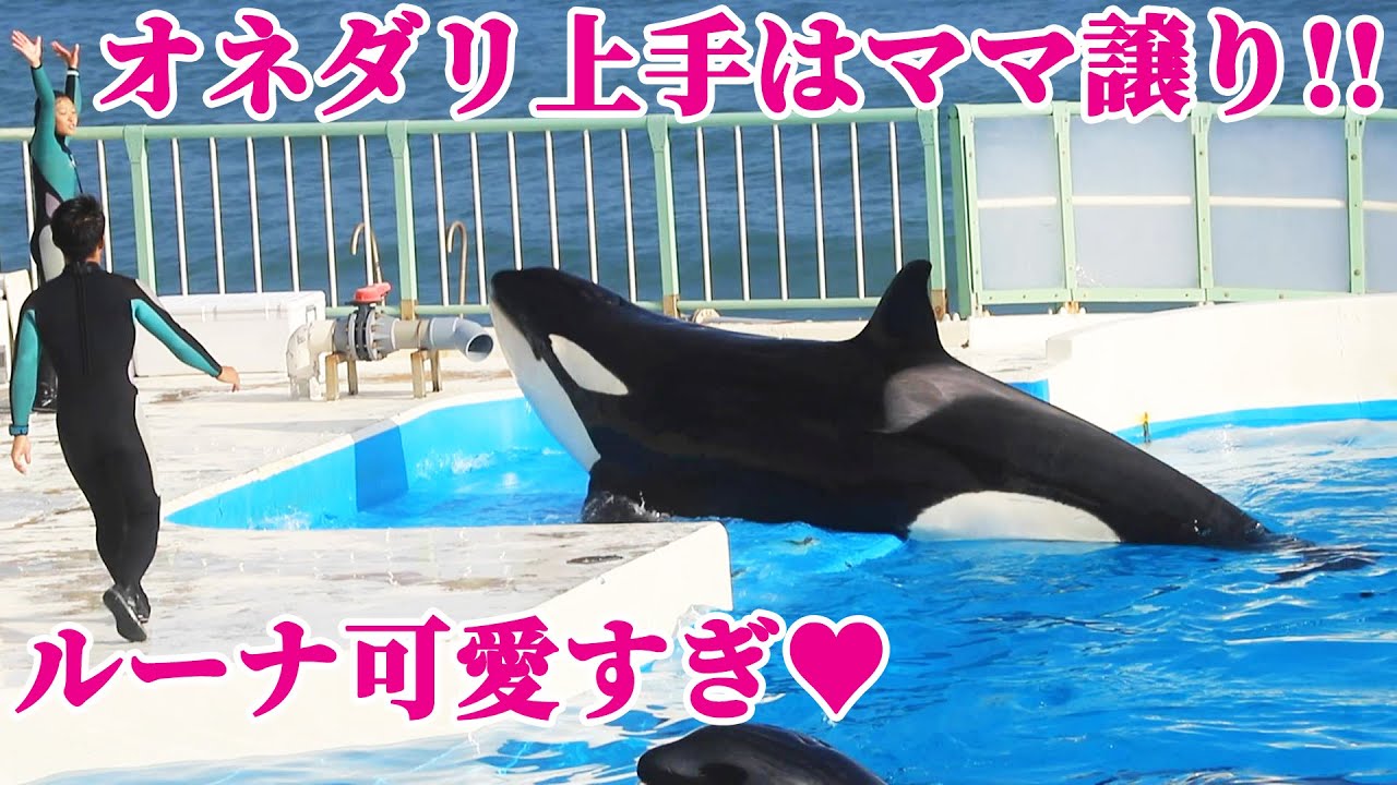 ラビーの愛娘「ルーナ」が可愛すぎる^^ 鴨川シーワールド シャチショー KamogawaSeaWorld  orca killerwhale