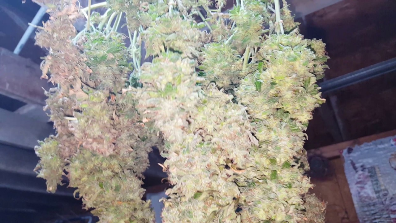 Northern Lights Autoflower Harvest