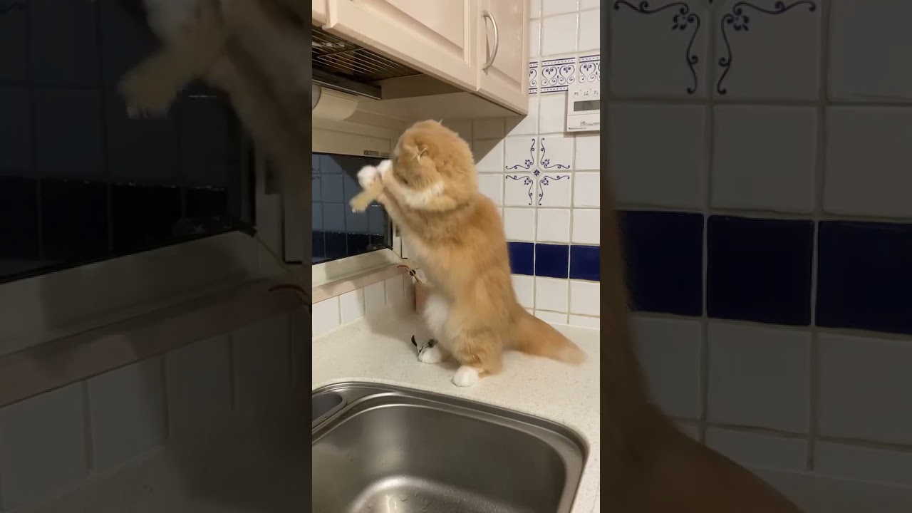 Funny cute cat vs kitchen cupboard finding things to eat