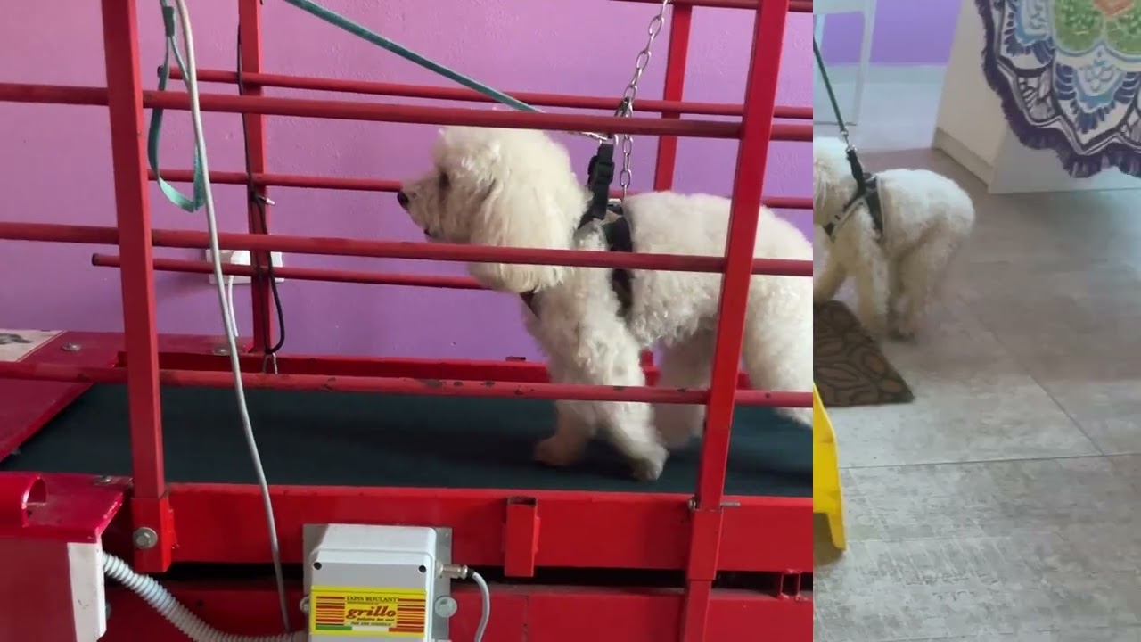 Fisioterapia conservativa in cane con crociato rotto - Fisioterapia Veterinaria Pisa®