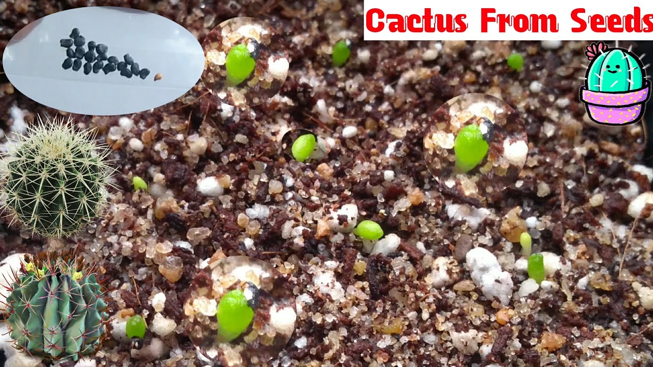 Grow Cactus From Seeds || Mammillaria schiedeana From Seeds