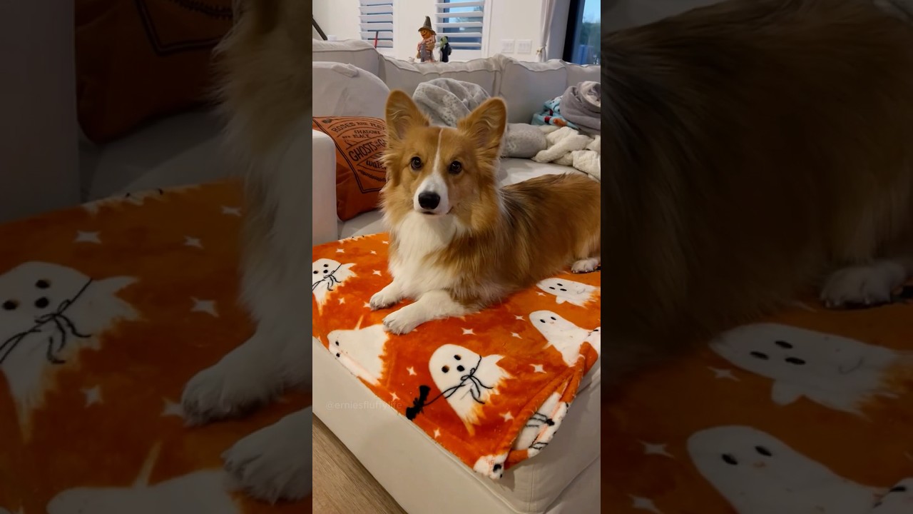 Parents be like.. #funny #corgi #dogs