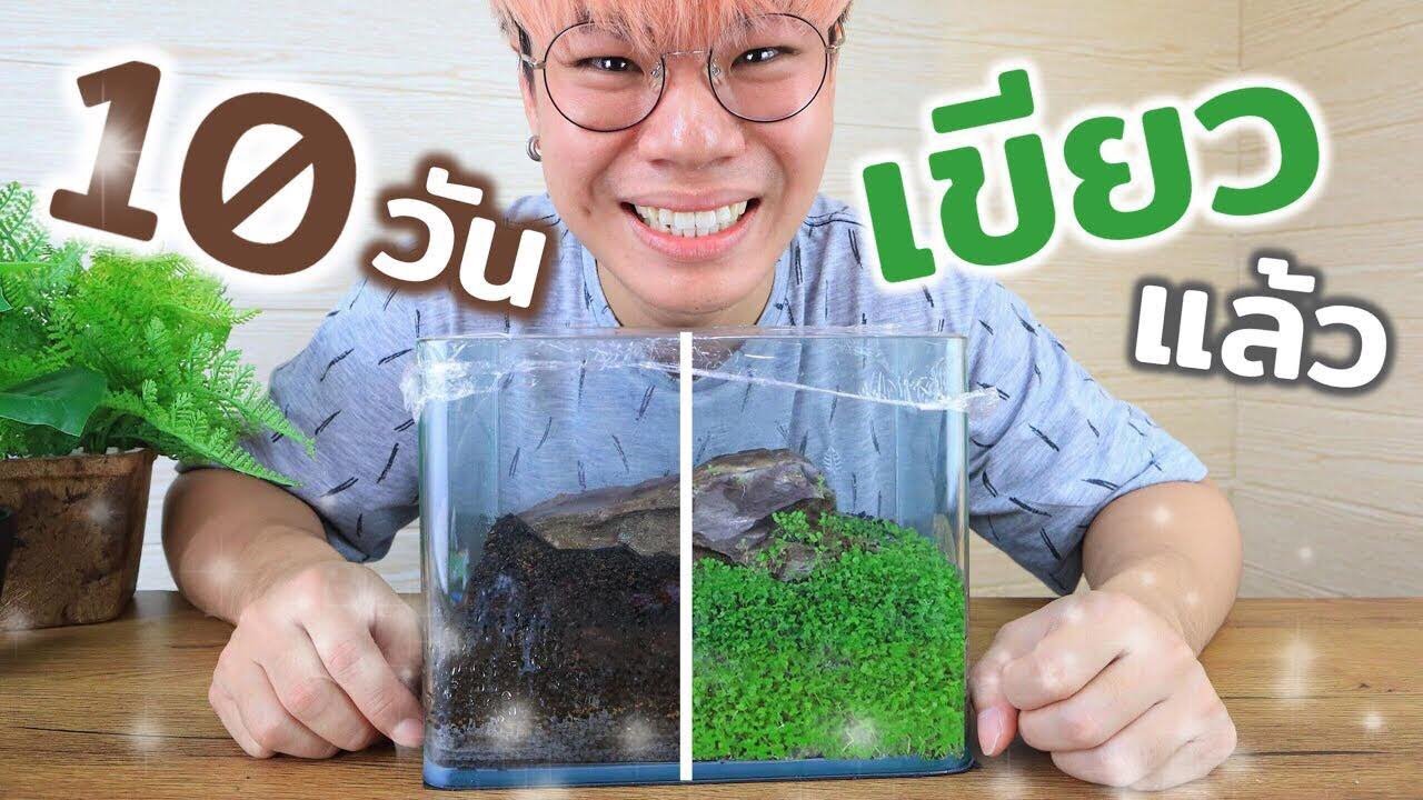 10 วันผมก็โตแล้วครับ ปลูกต้นไม้น้ำครั้งแรก!!