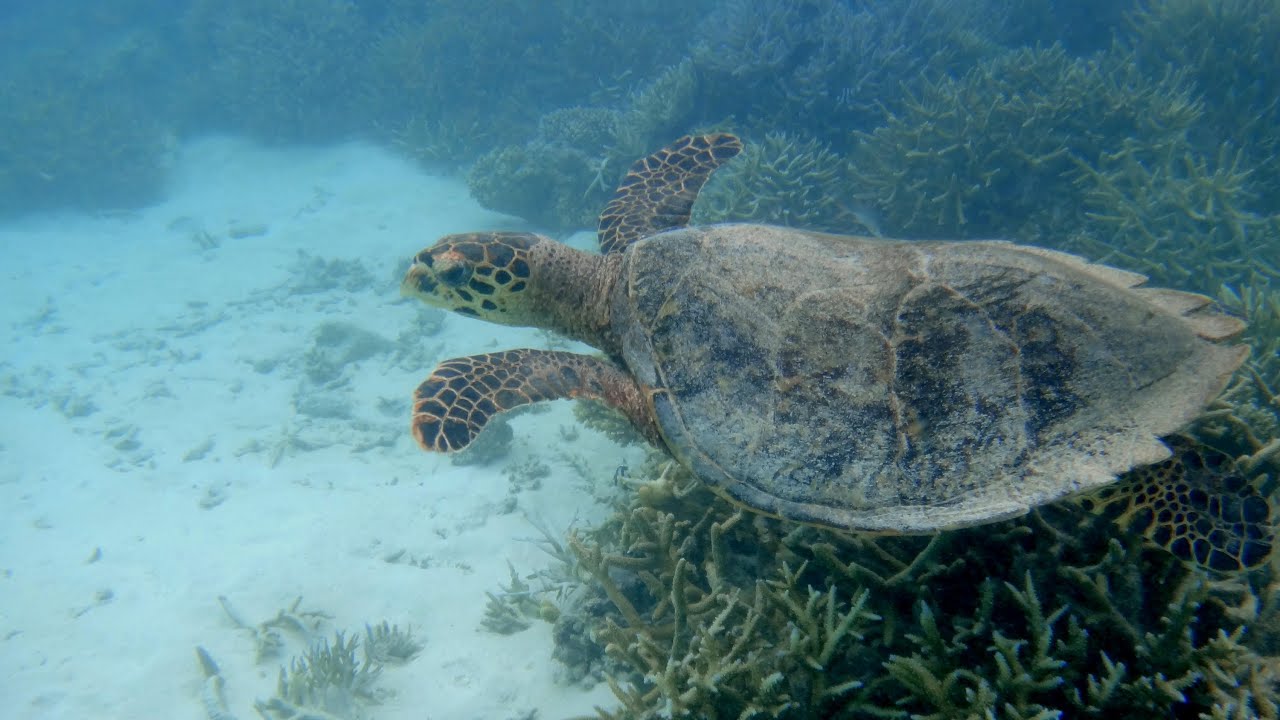 Malediven 2011 -Hudhuranfushi Nord Male Atoll