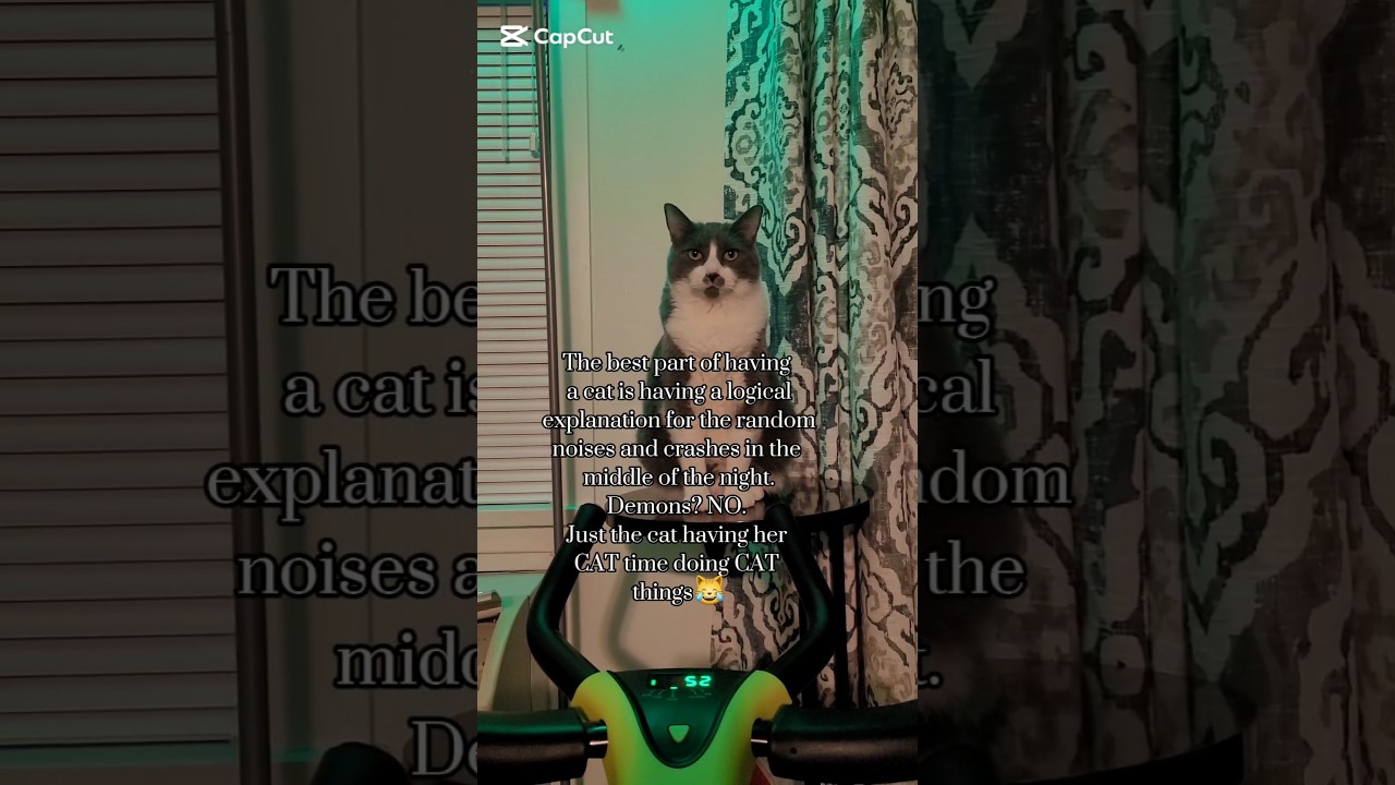#cutecatshorts