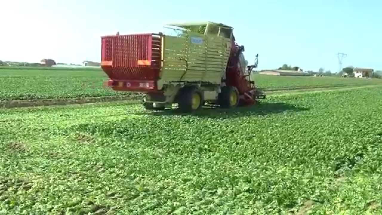La raccolta degli spinaci nelle campagne della Romagna