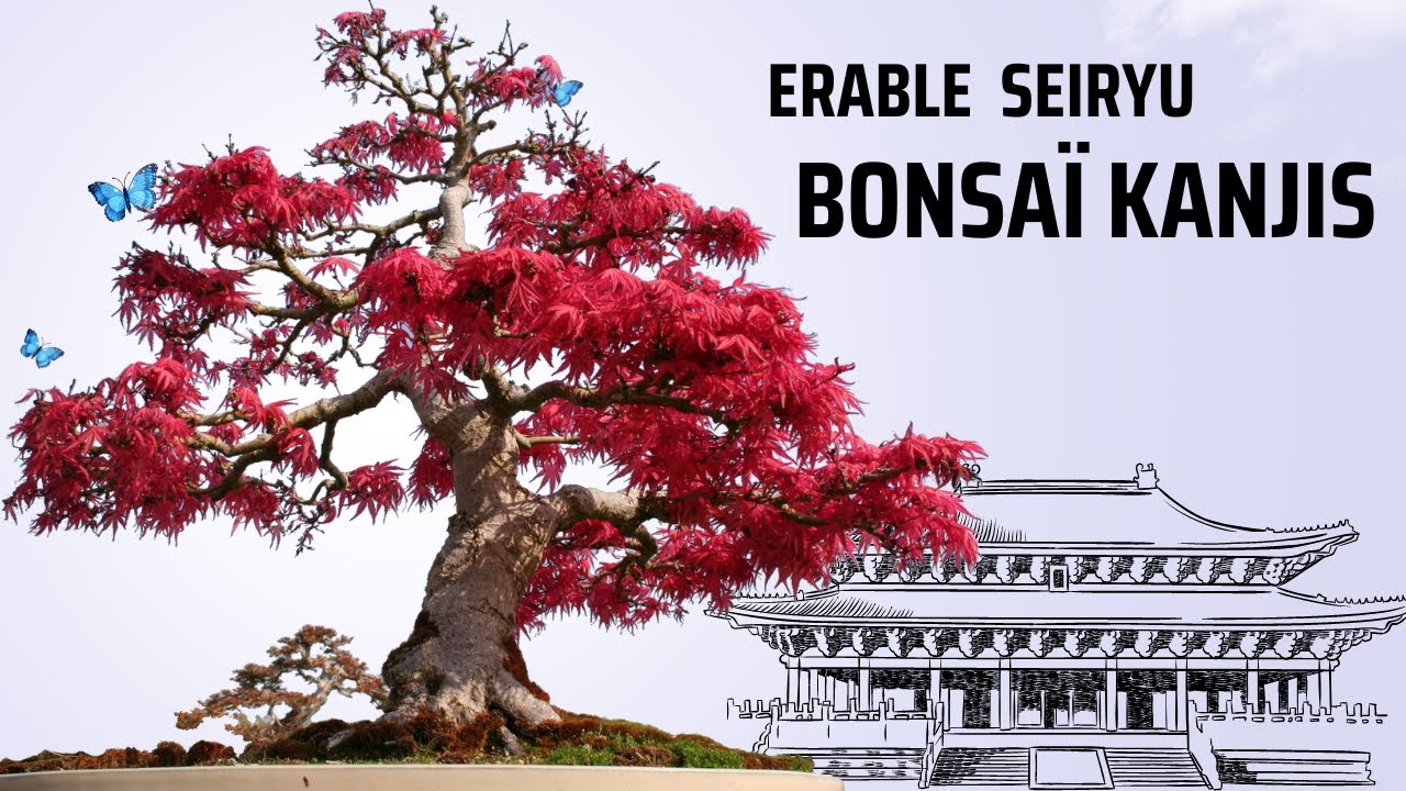 Érable SEIRYU 🌳 BONSAÏ KANJIS 🌳