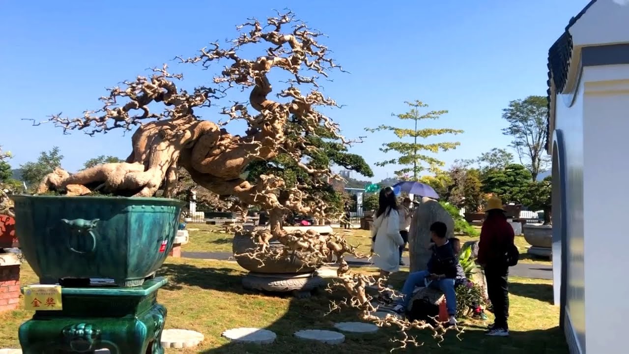Vườn C&acirc;y Cảnh phong c&aacute;ch Lĩnh Nam ở Quảng Đ&ocirc;ng