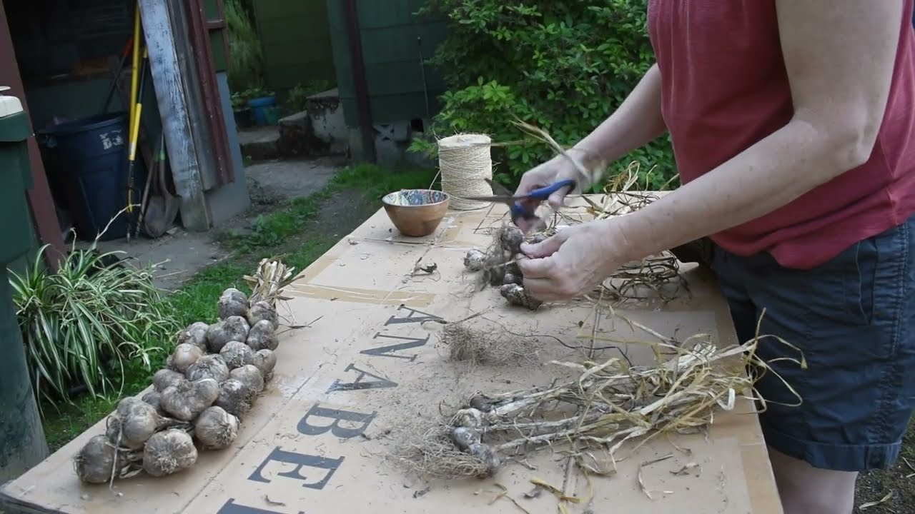 harvest day and braiding garlic