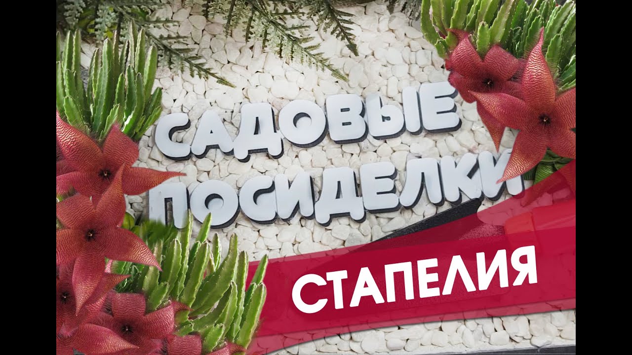 Стапелия - секреты ухода и выращивания в домашних условиях. Почему не цветет. Черенкование