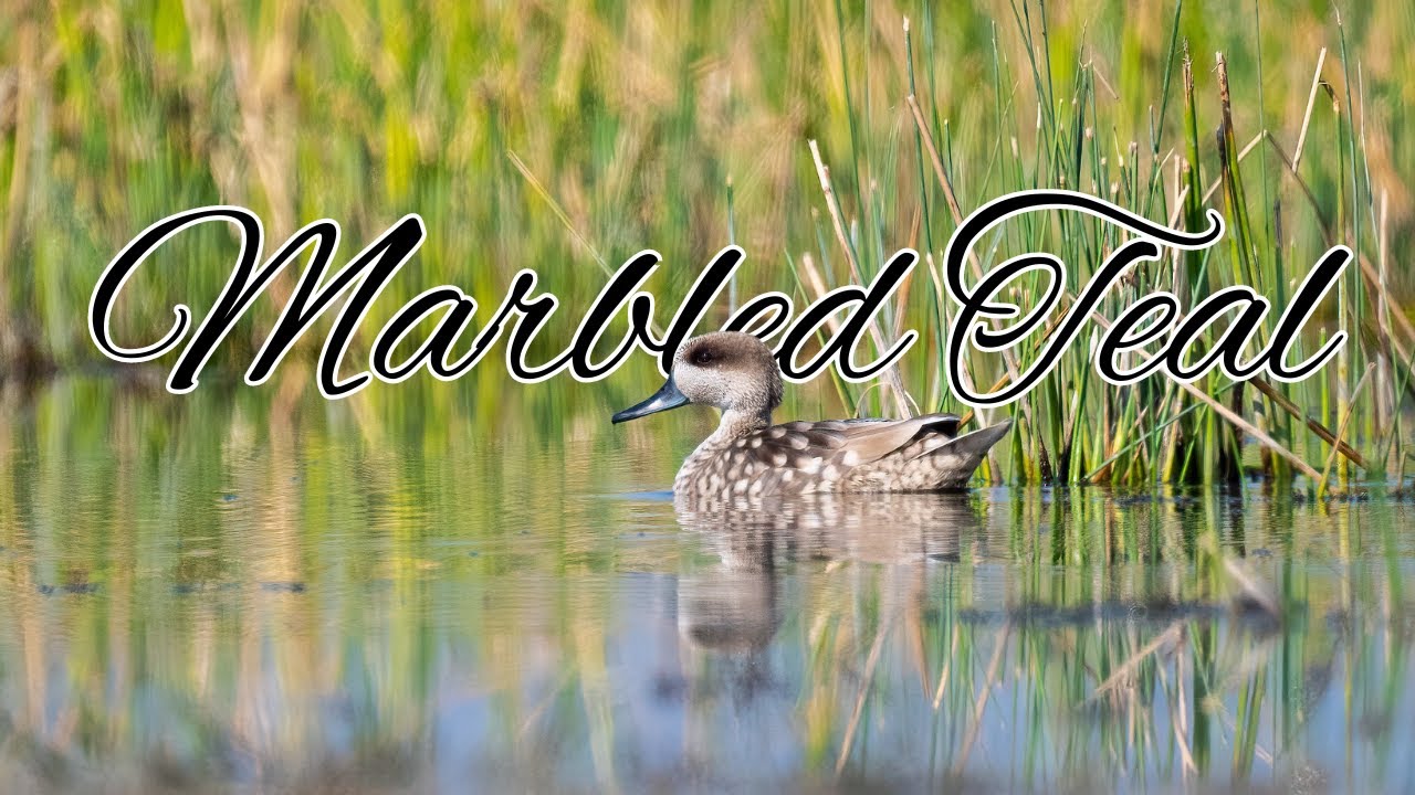 Marbled Teal | Marbled Duck #nalsarovar #birdsofgujarat
