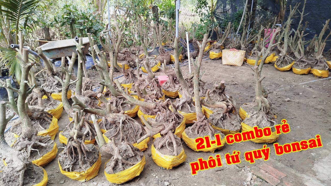 Phôi Mai Tứ Qúy Bonsai Củ Đế 0987879749 Thoa  | Tứ Qúy Miệt Vườn