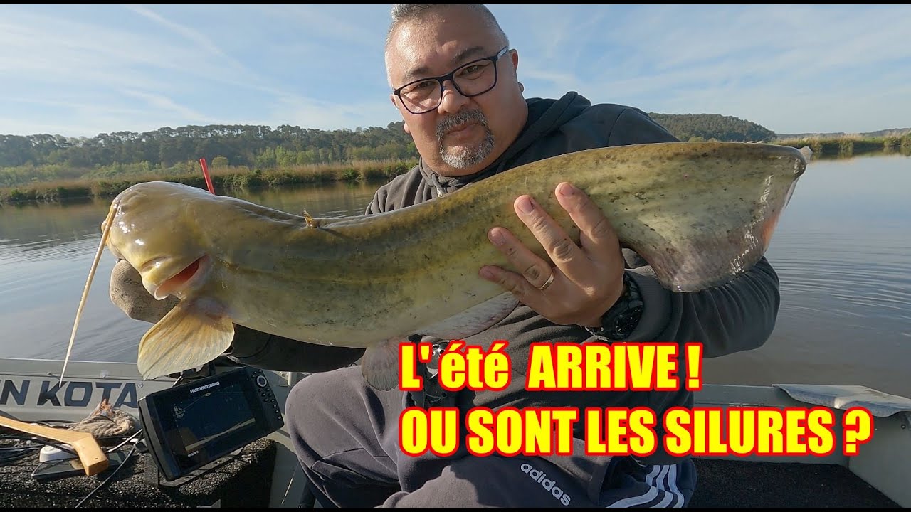 L' été arrive , ou sont les silures ?