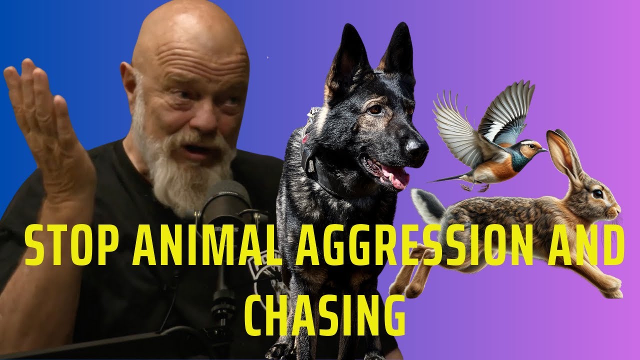 Stop Animal Aggression and Chasing