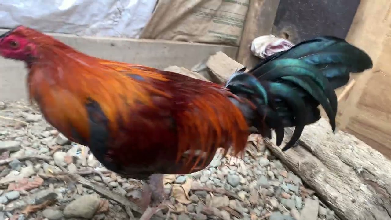 Gallos finos Perú/mostrando un pollo en desarrollo 