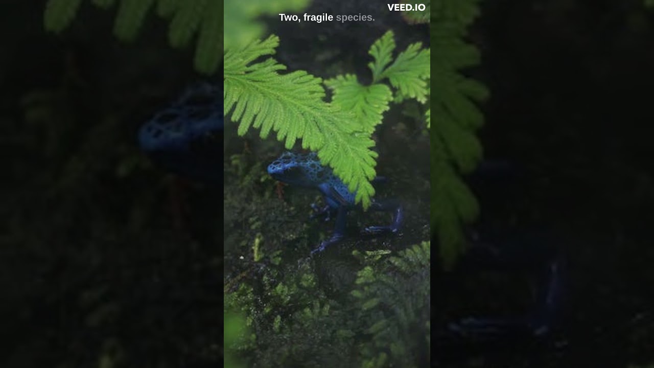 Three reasons to stay away from POISON DART FROGS!!!