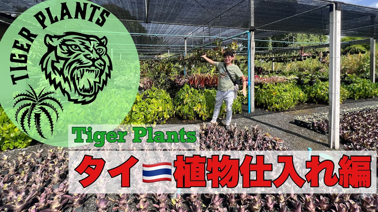 Tiger Plants タイ植物仕入れ編です！#タイ2023/6/19〜23