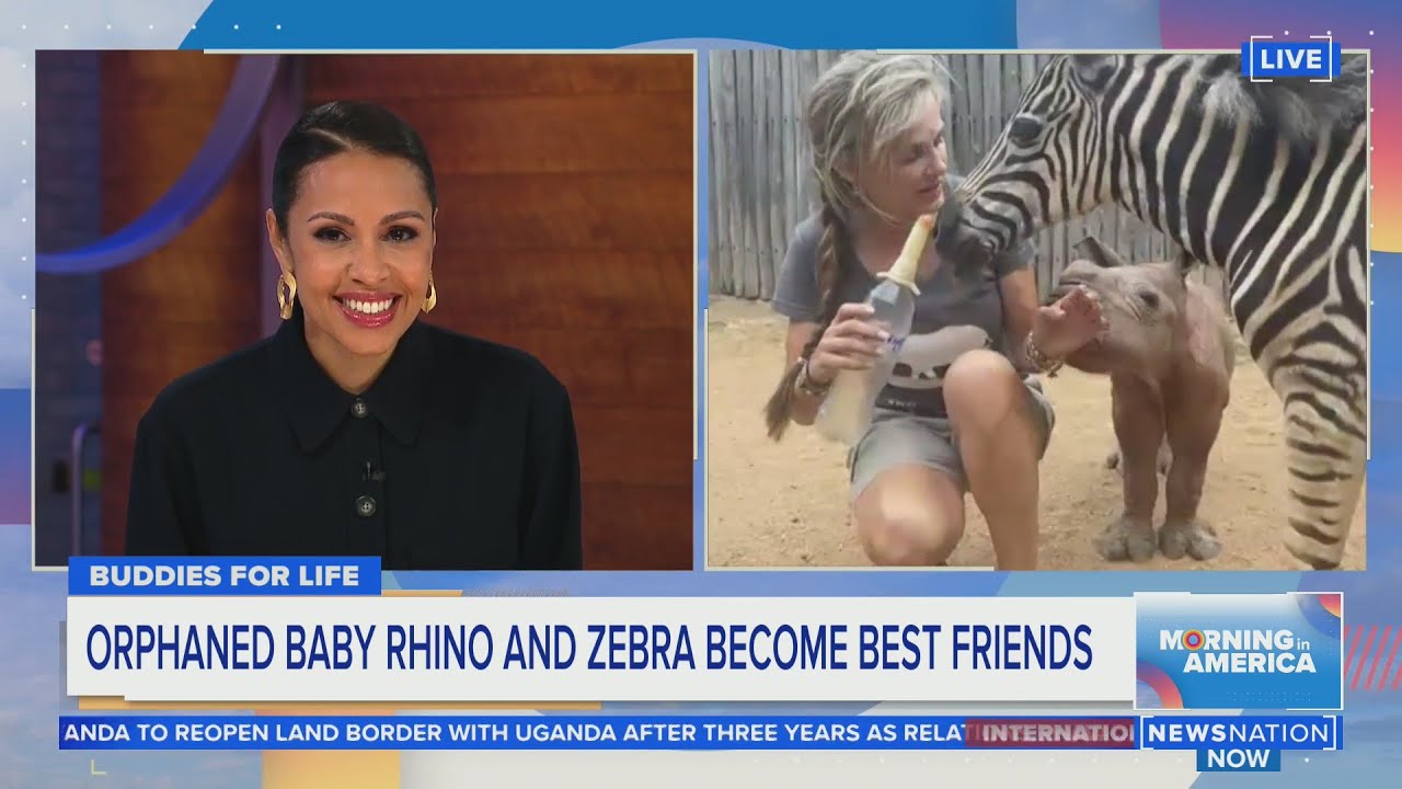 Orphaned baby rhino and zebra become best friends | Morning in America