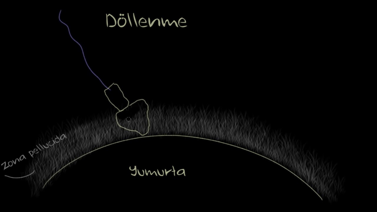 Yumurta, Sperm ve Döllenme (Fen Bilimleri) (Biyoloji)