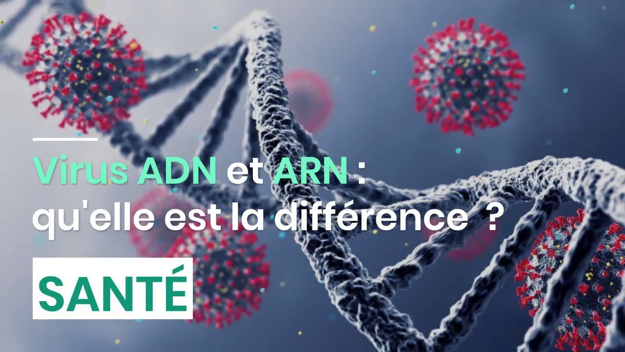 Virus ADN et ARN : quelle est la diff&eacute;rence ?