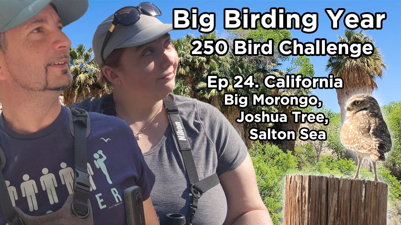 250 Bird Challenge in California Big Morongo, Joshua Tree, Salton Sea Feat. Burrowing Owl! Ep24