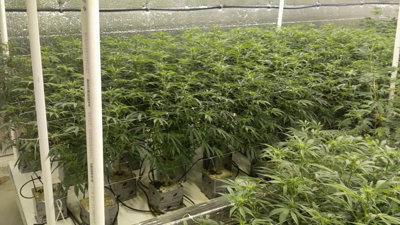 Grow update Nitro Cookies Bluecookies Superglue
