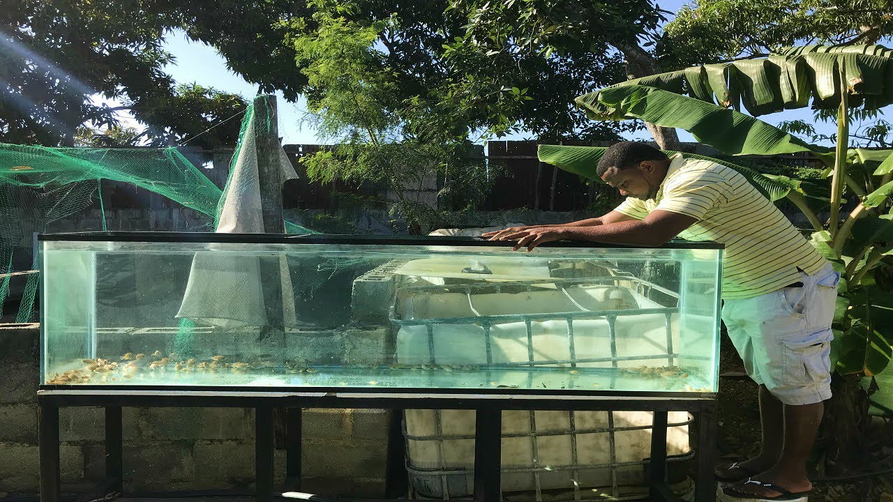 hace 4 meses mostré los peces convicto ahora están así