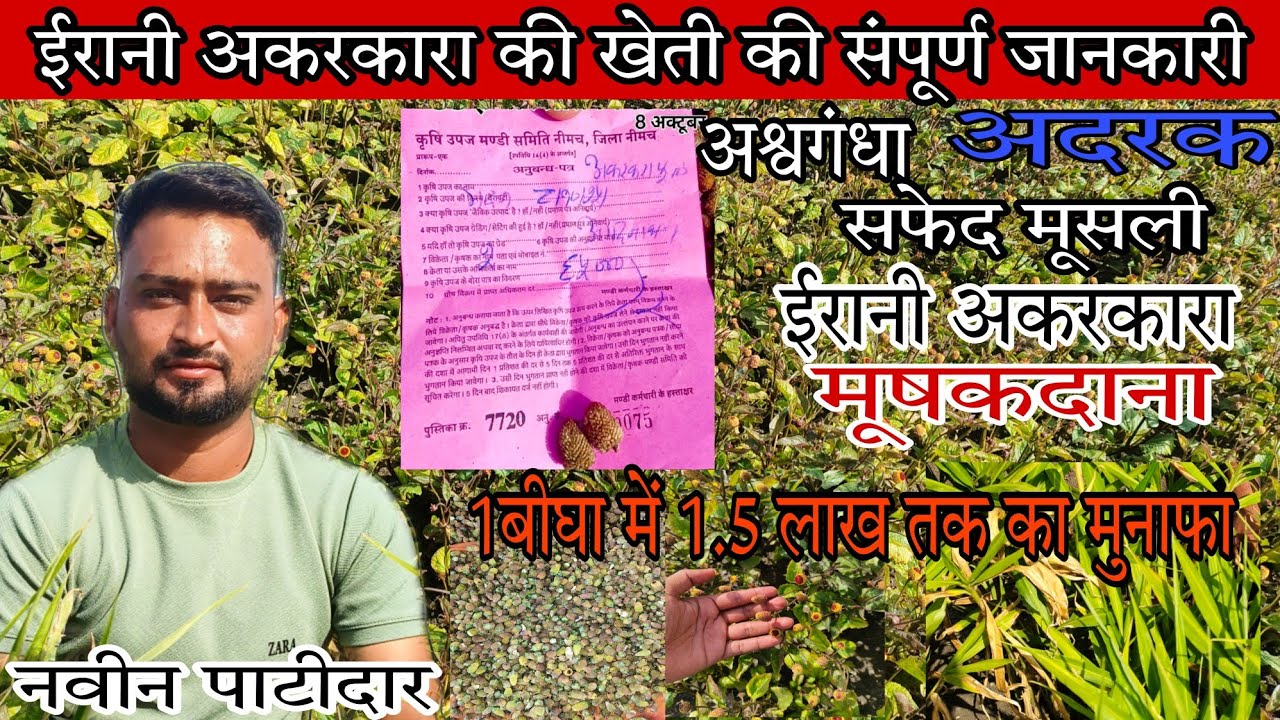 ईरानी अकरकरा की खेती की सम्पूर्ण जानकारी | 1 बीघा में ₹1.5 लाख तक का मुनाफा | Irani Akarkara Farming