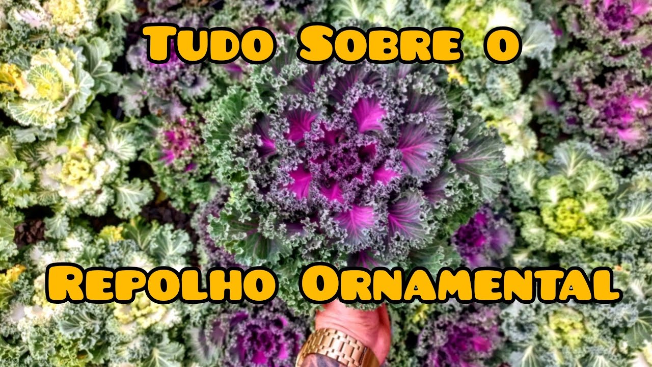 Tudo Sobre o Repolho Ornamental (Brassica Oleracea Acephala) Cultivo é como cuidar.