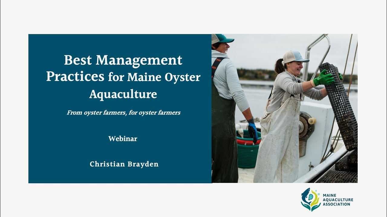 Best Management Practices: Oyster Aquaculture in Maine - Webinar Recording