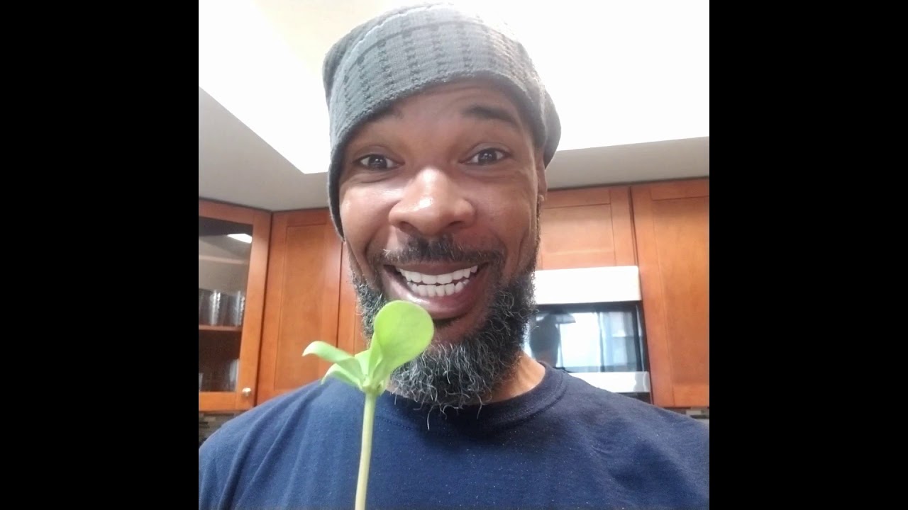 Growing Purslane in a Pot Indoors - Dr. Sebi nutritional guide